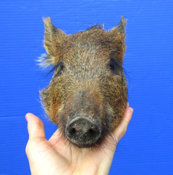 10 inches Georgia Wild Boar Head Preserved with Formaldehyde for  $69.99
