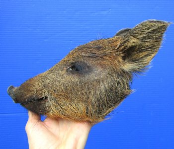 10 inches Georgia Wild Boar Head Preserved with Formaldehyde for  $69.99