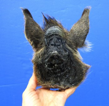 10 inches Georgia Wild Boar Head Preserved with Formaldehyde for  $69.99