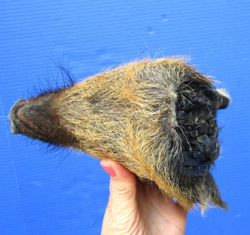 10 inches Georgia Wild Boar Head Preserved with Formaldehyde for  $69.99