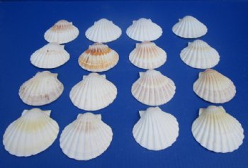 3 to 3-3/4 inches Great Scallop Baking Shells, Irish Deeps - 25  @ .70 each; 100 @ .56 each  