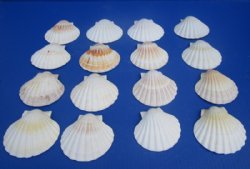 3 to 3-3/4 inches Great Scallop Baking Shells, Irish Deeps - 25  @ .70 each; 100 @ .56 each  