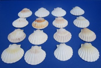 3 to 3-3/4 inches Irish Baking Scallop Shells <font color=red> Wholesale</font> - Case: 500 @ .35 each