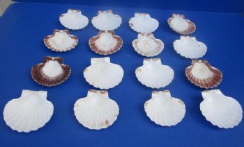 3 to 3-3/4 inches Irish Baking Scallop Shells <font color=red> Wholesale</font> - Case: 500 @ .35 each