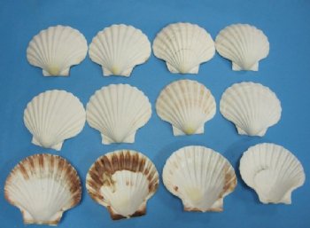 Great Scallop Baking Shells <font color=red> Wholesale</font>  4 inches- 325 @ .44 each