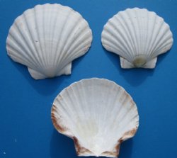5 to 5-3/4 inches  Large Great Scallop Baking Shells for Sale in Bulk, Irish Deeps - 25 @ $1.52 each; 