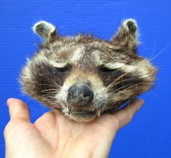 6-1/2 inches North American Raccoon Head Preserved with Formaldehyde for  $49.99