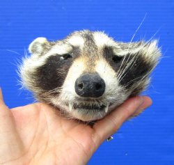 5-3/4 inches North American Raccoon Head Preserved with Formaldehyde for $49.99