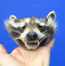 6-1/2 inches North American Raccoon Head Preserved with Formaldehyde for  $49.99