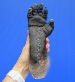 9-1/4 inches Real Taxidermy Chacma Baboon Hand for $109.99 (CITES 302309)