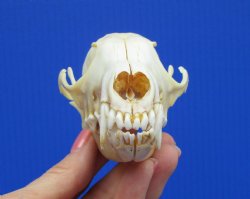 5-3/8 inches Real Red Fox Skull for <font color=red> $54.99</font> (Plus $8.50 Postage)