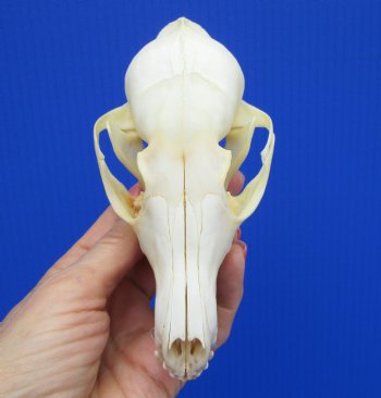 5-3/8 inches Real Red Fox Skull for $54.99