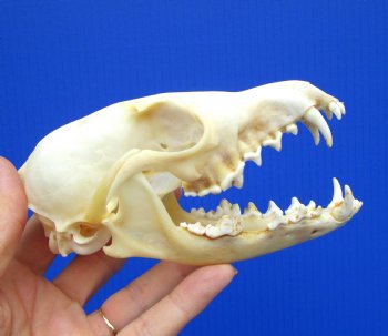 5-3/8 inches Real Red Fox Skull for $54.99