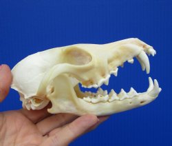 5-1/2 inches Real Red Fox Skull for <font color=red> $54.99</font> (Plus $8.50 Postage)