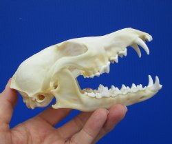 5-5/8 inches Real Red Fox Skull for <font color=red> $54.99</font> (Plus $8.50 Postage)