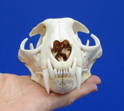 5-1/4 inches Real American Bobcat Skull for <font color=red>$69.99</font> Plus $9.00 1st Class Mail