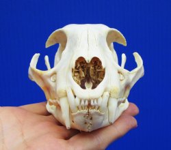 4-3/4 inches Authentic Bobcat Skull for <font color=red>$69.99</font> Plus $9.00 1st Class Mail