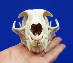 4-3/4 inches Authentic Bobcat Skull for <font color=red>$69.99</font> Plus $9.00 1st Class Mail