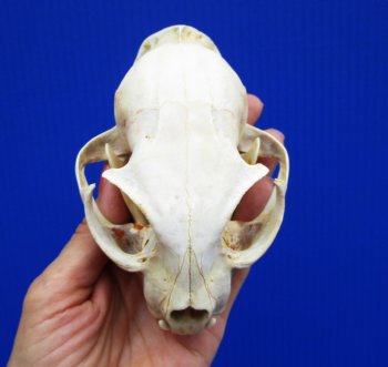 4-3/4 inches Authentic Bobcat Skull for $69.99
