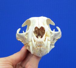 5 inches North American Bobcat Skull - for <font color=red>$69.99</font> Plus $9.00 1st Class Mail