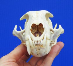 5 inches North American Bobcat Skull - for <font color=red>$69.99</font> Plus $9.00 1st Class Mail
