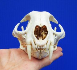 5-1/2 inches North American Bobcat Skull - for <font color=red>$69.99</font> Plus $9.00 1st Class Mail