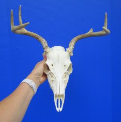 6 Point Whitetail Deer Skull with an 13-3/4 inches Wide Spread for $89.99