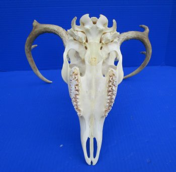 6 Point Whitetail Deer Skull with an 13-3/4 inches Wide Spread for $89.99