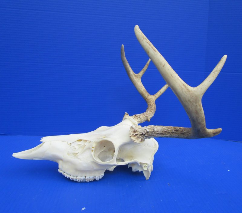 6 Point Whitetail Deer Skull with an 133/4 inches wide spread