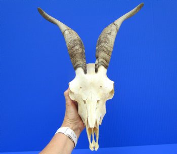 US Domestic Goat Skull with 11-1/4 inches Horns (stains on skull) for $124.99