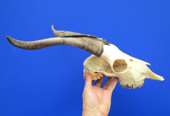 US Domestic Goat Skull with 11-1/4 inches Horns (stains on skull) for $124.99