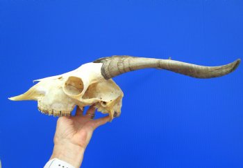 US Domestic Goat Skull with 11-1/4 inches Horns (stains on skull) for $124.99