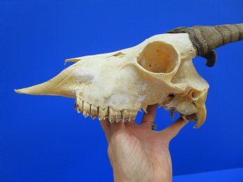 US Domestic Goat Skull with 11-1/4 inches Horns (stains on skull) for $124.99