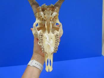 US Domestic Goat Skull with 11-1/4 inches Horns (stains on skull) for $124.99