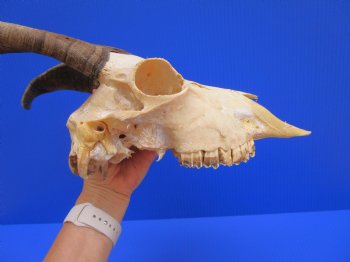 US Domestic Goat Skull with 11-1/4 inches Horns (stains on skull) for $124.99