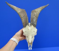 US Domestic Goat Skull with 13 inches Horns (stains on skull) for $124.99