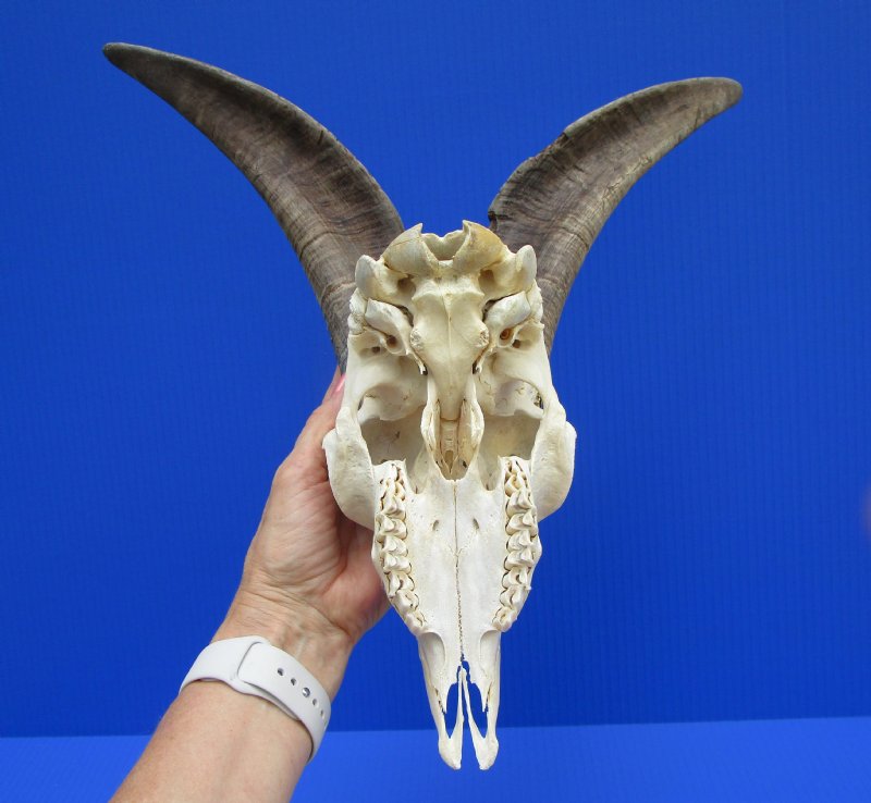 US Domestic Goat Skull with 13 inches Horns