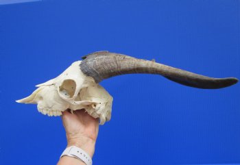US Domestic Goat Skull with 13 inches Horns (stains on skull) for $124.99