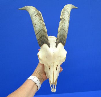 US Domestic Goat Skull with 12-1/4 inches Horns for $124.99