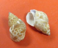 Babylonia Zeylanica Shells, 1-1/2 to 2-1/2 inches - Case: 18 kilos @ $5 kilo; <font color=red> 2 Wholesale Cases</font> @ $3.60 a kilo