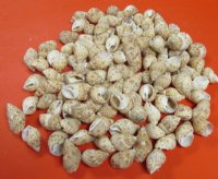 Babylonia Zeylanica Shells in Bulk, 1-1/2 to 2-1/2 inches - 1 Kilo @ $6.40; 3 @ $5.76 kilo