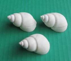 White Babylonia Zeylanica Shells, 1-1/4 to 2 inches -  1 kilo (2.2 pounds) @ $7.99 a bag (About 120 shells per bag - .05 each); 3 bags @ $7.20 a bag