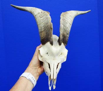 US Domestic Goat Skull with 14 inches Horns for $124.99