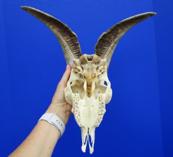 US Domestic Goat Skull with 14 inches Horns for $124.99