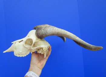 US Domestic Goat Skull with 14 inches Horns for $124.99