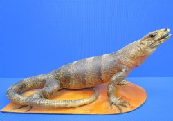 17 inches Mexican Spiny Iguana Full Body Mount on Wood Base, Ctenosaura pectinata - Buy this one for $174.99