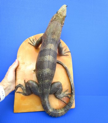 17 inches Mexican Spiny Iguana Full Body Mount on Wood Base, Ctenosaura pectinata - Buy this one for $174.99