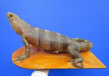 17 inches Mexican Spiny Iguana Full Body Mount on Wood Base, Ctenosaura pectinata - Buy this one for $174.99