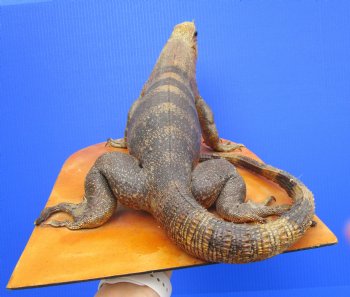 17 inches Mexican Spiny Iguana Full Body Mount on Wood Base, Ctenosaura pectinata - Buy this one for $174.99