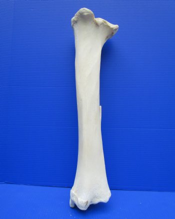 24 inches Real Giraffe Tibia Leg Bone for $99.99